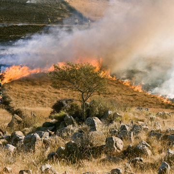 O que é um incêndio florestal e como evitá-lo? 